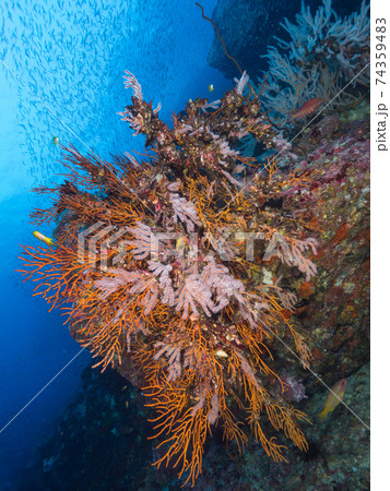 ポリプが半分ほど開いたウミウチワ (メルギー諸島、ミャンマー) 74359483