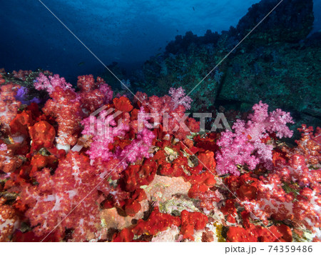 ピンク色のソフトコーラルと赤い海綿の群生 (メルギー諸島、ミャンマー) ピンク色のソフトコーラルと赤い海綿の群生 (メルギー諸島、ミャンマー) 74359486