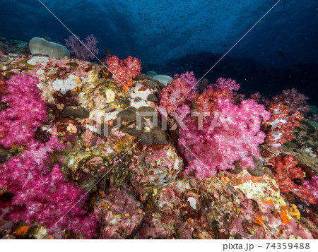 ピンクのソフトコーラルとイソギンチャクモドキ メルギー諸島 ミャンマー の写真素材 ピンクのソフトコーラルとイソギンチャクモドキ メルギー諸島 ミャンマー の写真素材