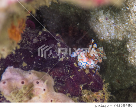 岩陰に潜むフリソデエビ (メルギー諸島、ミャンマー) 岩陰に潜むフリソデエビ (メルギー諸島、ミャンマー) 74359490