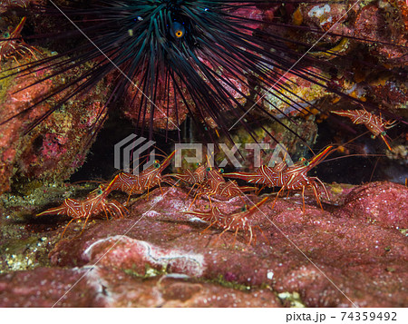 スザクサラサエビの群れとガンガゼ メルギー諸島 ミャンマー の写真素材