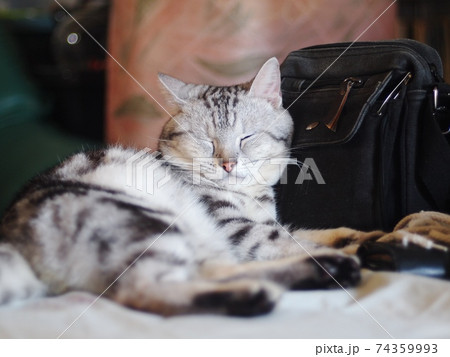 cute short hair young AMERICAN SHORT HAIR breed kitty grey and black stripes home cat relaxing in a bedroom closeup  74359993