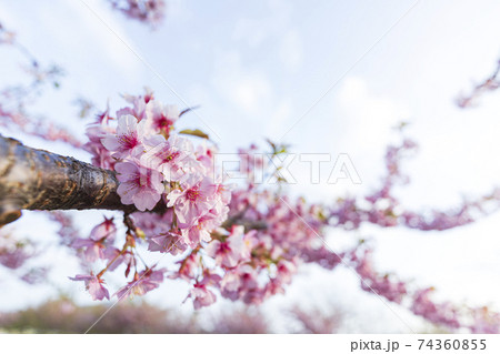 満開の桜　春の青空をバックに 74360855