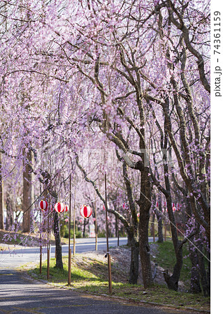 世羅甲山ふれあいの里　桜並木と桜祭り 74361159
