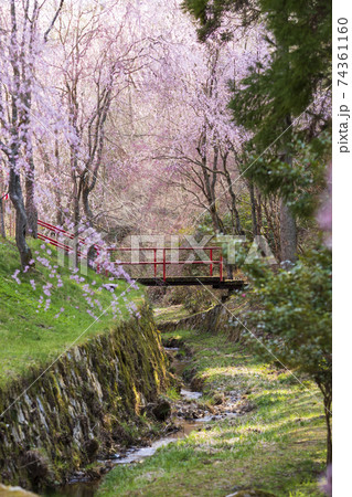 世羅甲山ふれあいの里 桜に架かる橋の写真素材