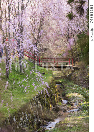 世羅甲山ふれあいの里 桜に架かる橋2 世羅甲山ふれあいの里 桜に架かる橋2 74361161