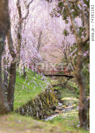 世羅甲山ふれあいの里　桜に架かる橋3 74361162