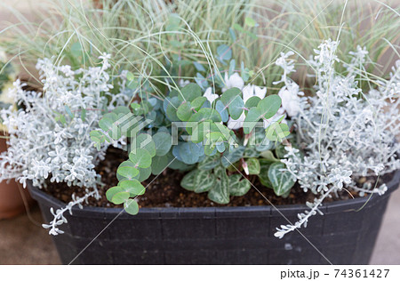 ベランダの寄せ植えコンテナと鉢植えグリーンの写真素材