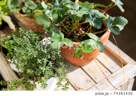 ベランダの鉢植えグリーン 74361430