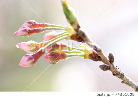 朝日に照らされるソメイヨシノの蕾 朝日に照らされるソメイヨシノの蕾 74361609