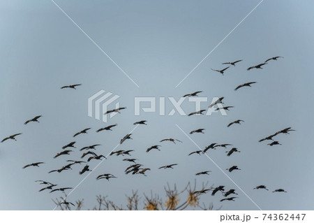 海 天然記念物 鳥 74362447