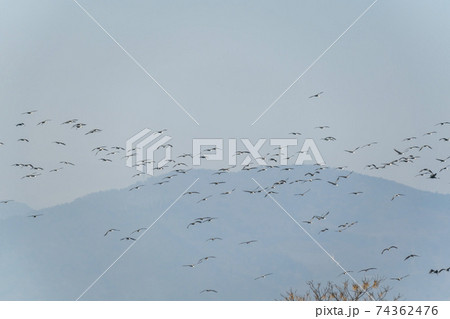 海 天然記念物 鳥 74362476