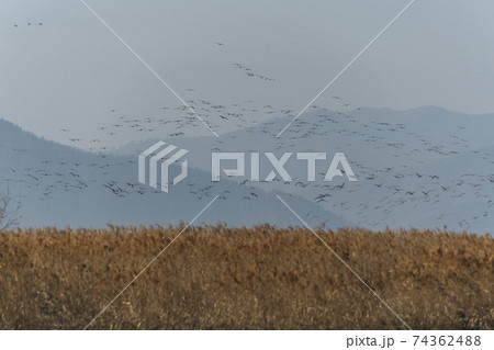 海 天然記念物 鳥 74362488