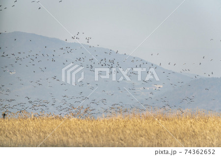 海 天然記念物 鳥 74362652