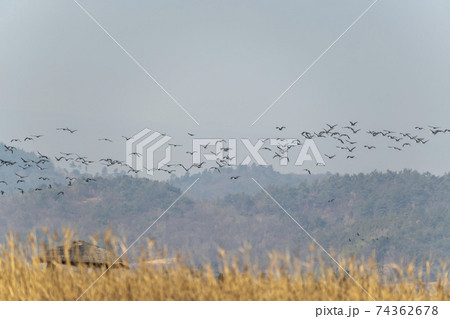 海 天然記念物 鳥 74362678