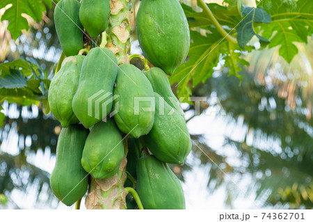 The unripe papaya fruit has a green color on the tree. 74362701