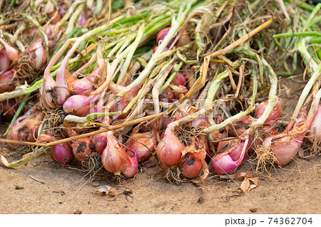 Shallots collected new have not been dried. Shallots collected new have not been dried. 74362704