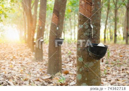 Rubber tree garden in Asian. Natural latex extracted from para rubber plant.The black plastic cup is used to measure the latex from the tree. 74362718