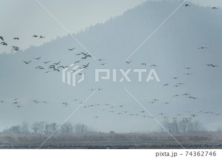 海 天然記念物 鳥 74362746