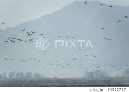 海 天然記念物 鳥 74362747