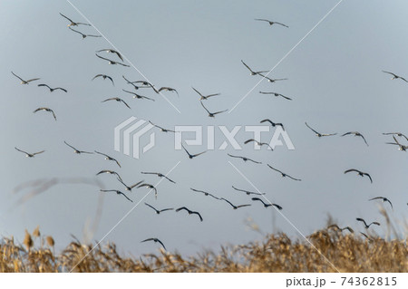 海 天然記念物 鳥 74362815
