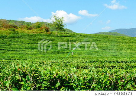 tea plantation landscape, tourist attraction in Russia, Krasnodar Krai Sochi 74363373