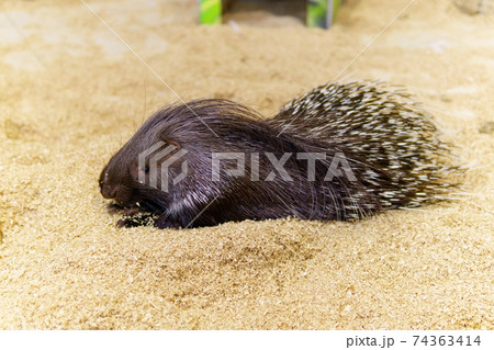 Crested Porcupine Erethizon Dorsatum, close-up. zoo 74363414