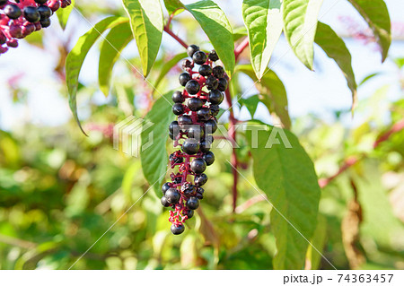 Pokeweed in the glow of the setting sun Phytolacca americana. dragon berries herbaceous perennial plant. 74363457