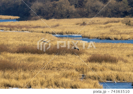 鳥 冬 韓国 74363510