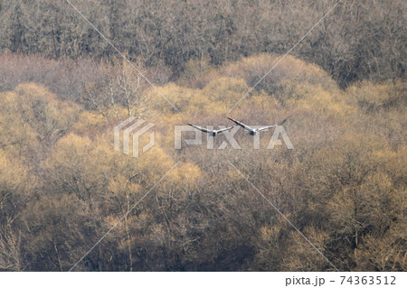 鳥 冬 山 74363512