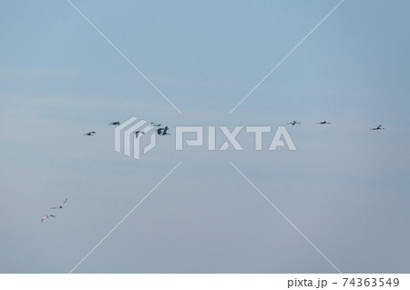 鳥 空 韓国 74363549