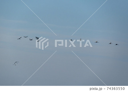 鳥 空 韓国 74363550