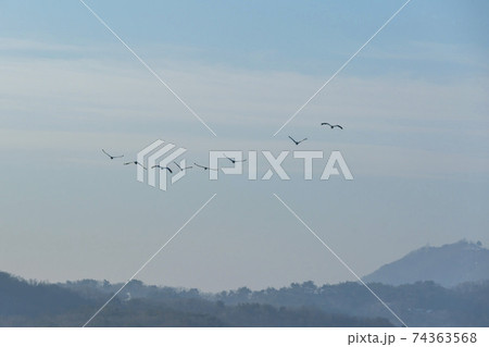 鳥 空 韓国 74363568