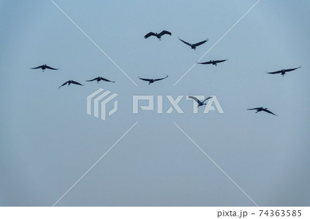 鳥 空 韓国 74363585