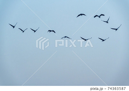 鳥 空 韓国 74363587