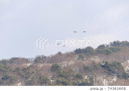 鳥 冬 山 74363608