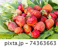 Ripe garden strawberry on a background of green leaves 74363663
