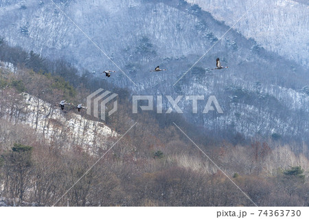 鳥 冬 山 74363730