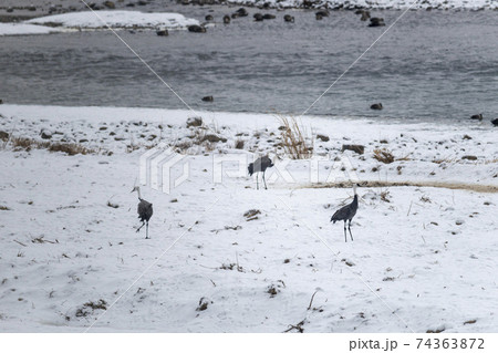 鳥 冬 韓国 74363872