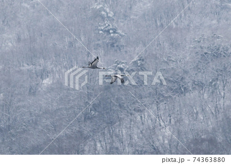 鳥 冬 韓国 74363880