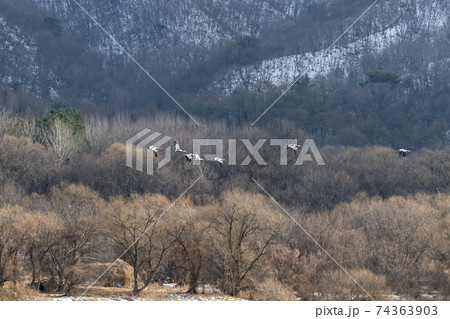 鳥 冬 山 74363903