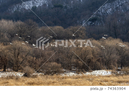 鳥 冬 山 74363904