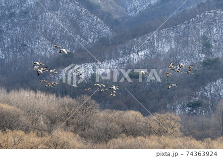 鳥 冬 山 74363924