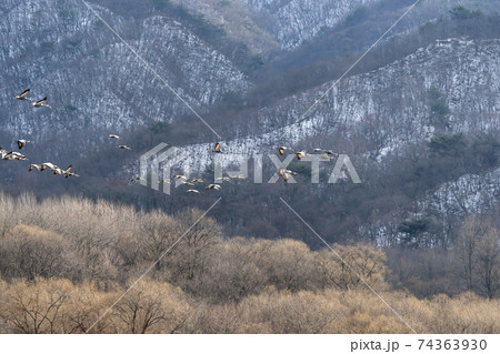 鳥 冬 山 74363930