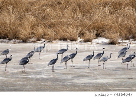 鳥 冬 韓国 74364047