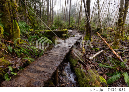 Canadian Forest View Canadian Forest View 74364081