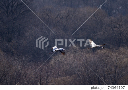 鳥 冬 韓国 74364107