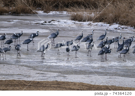 鳥 冬 韓国 74364120