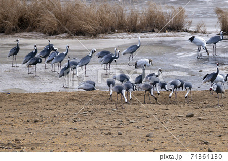 鳥 冬 韓国 74364130