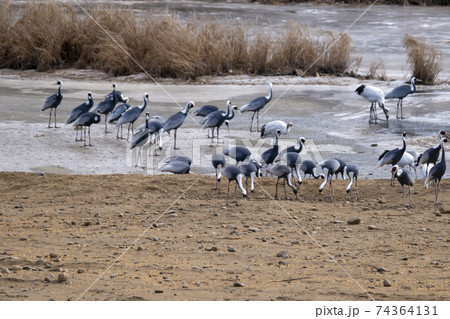 鳥 冬 韓国 74364131